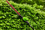 80V Telescopic Hedge Trimmer 51cm